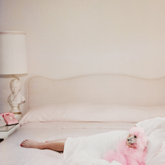 Joan Collins and Her Pink Poodle by Slim Aarons